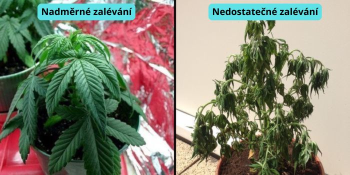 žloutnutí listů konopí