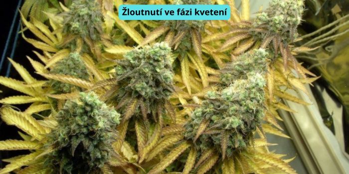 žloutnutí listů ve fázi kvetení konopí