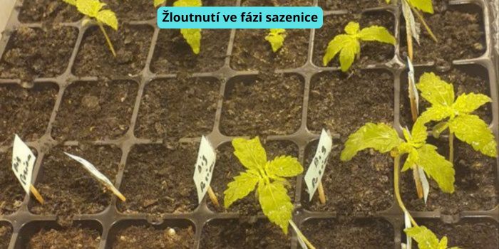 žloutnutí listů ve fázi sazenice konopí