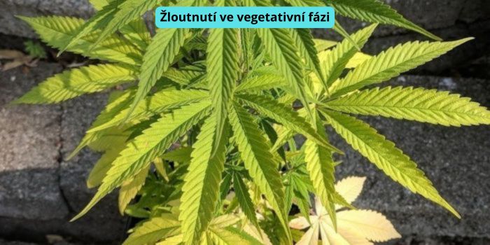 žloutnutí vějířových listů ve vegetativní fázi konopí