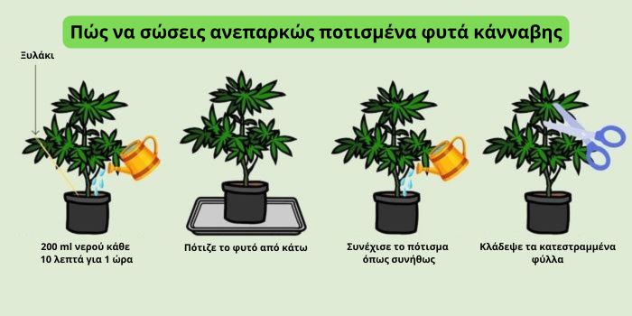 Ανεπαρκές πότισμα φυτών κάνναβης