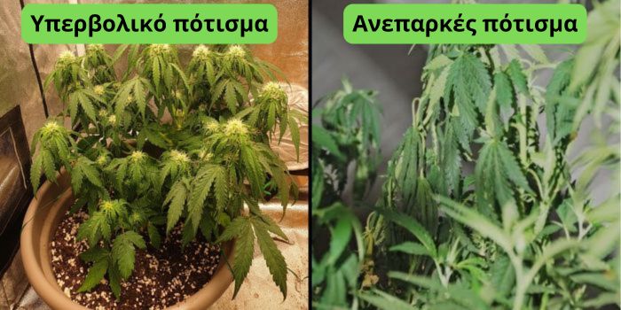 Πόσο συχνά πρέπει να ποτίζονται τα φυτά μαριχουάνας