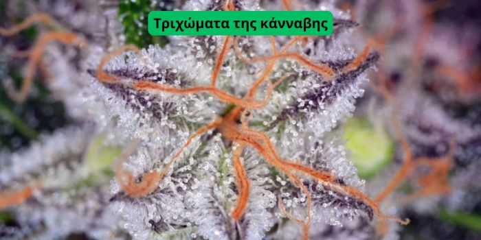 Πώς να ξεχωρίσεις τη μούχλα από τις φυσικές τρίχες (τριχώματα) στα μπουμπούκια κάνναβης