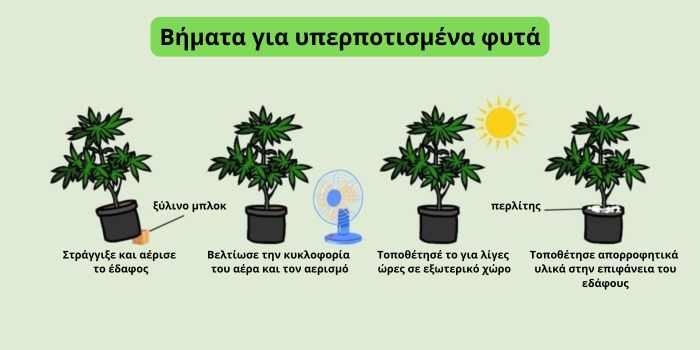 Τι να κάνεις όταν έχεις υπερποτίσει τα φυτά κάνναβης