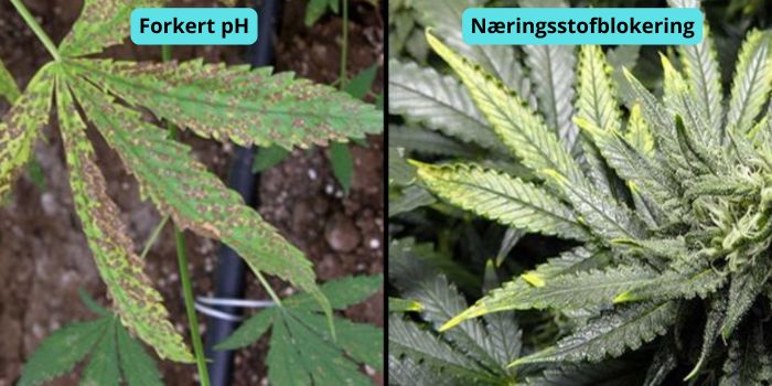 Gule cannabisblade