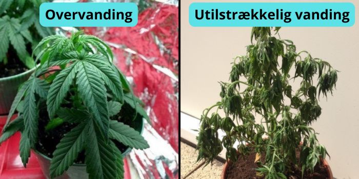 Gulning af cannabisblade
