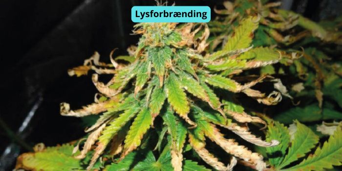 Lysforbrænding af cannabis