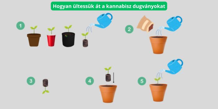 Mikor kell átültetni a kannabisz palántákat