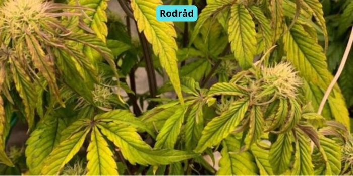 Rodråd hos cannabis