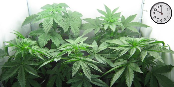 a kannabisz virágzási ciklusának kezdete