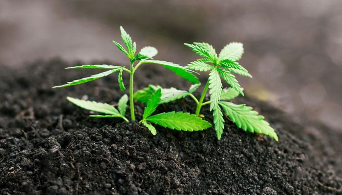 bästa jord för odling av autoblommande cannabissorter