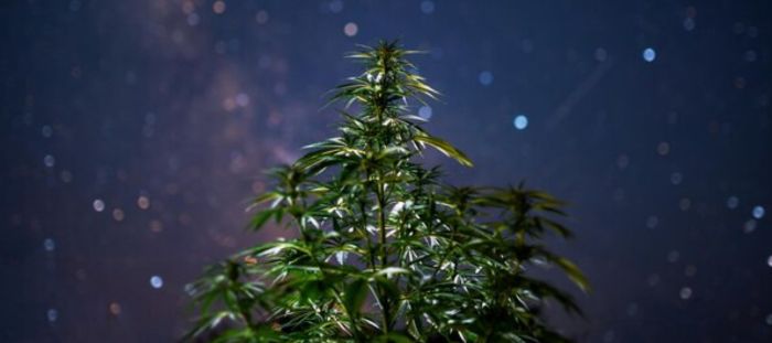 cannabisodling och månen