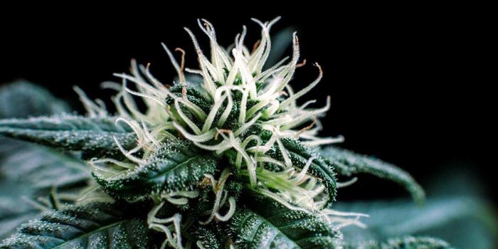 combien de temps garder le cannabis en floraison