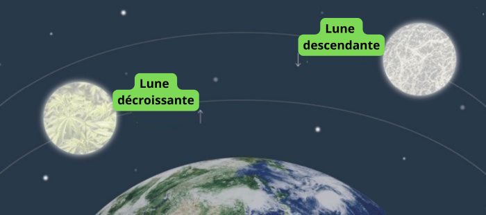 culture du cannabis en accord avec les phases de la lune