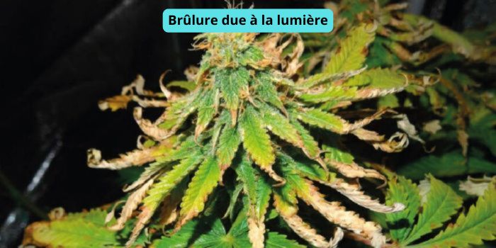 feuilles de cannabis brulees par la lumiere