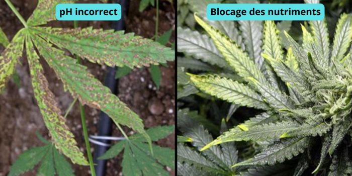 feuilles jaunes de cannabis
