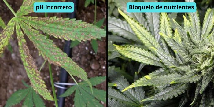 folhas amarelas de canabis