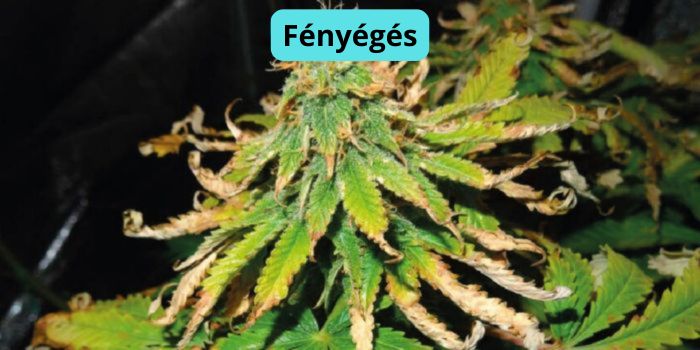 fény által kiszáradt kannabiszlevelek