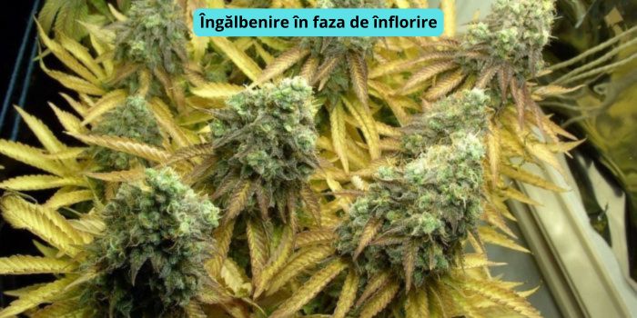 ingalbenirea frunzelor de canabis in faza de inflorire