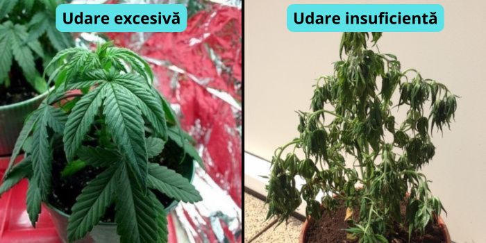 ingalbenirea frunzelor de canabis