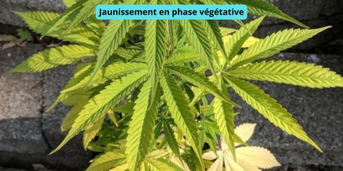 jaunissement des feuilles en eventail en phase vegetative