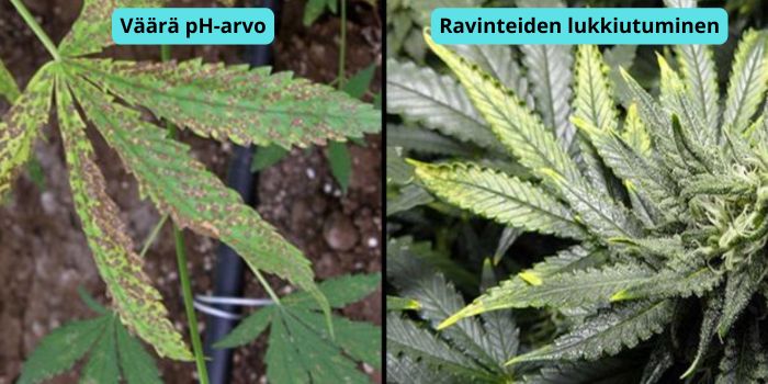 kannabiksen keltaiset lehdet