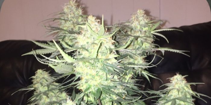 kannabiksen kukinta