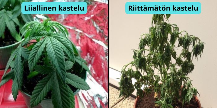 kannabiksen lehtien kellastuminen