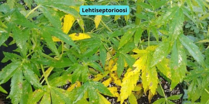 kannabiksen lehtiseptorioosi
