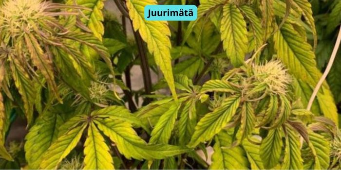kannabiksen valon kuivattamat lehdet