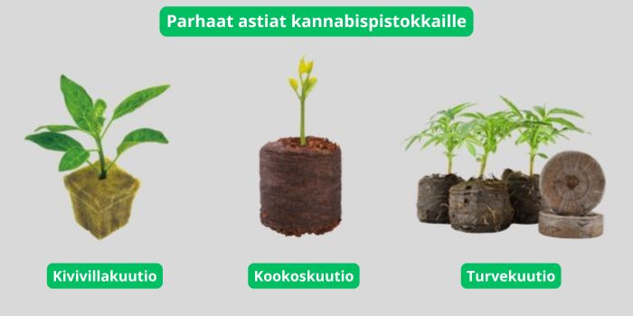 kasvualusta kannabiksen taimille
