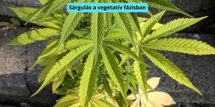 legyezőlevelek sárgulása a vegetatív fázisban (kannabisz)