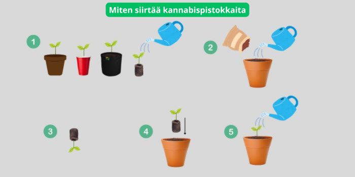 milloin siirtää kannabiksen taimet