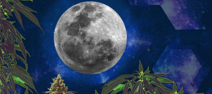 månfas och odling av cannabis