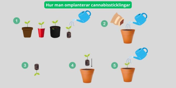 när man ska omplantera cannabisplantor