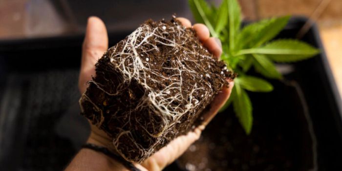när och hur man korrekt transplanterar cannabisplantor