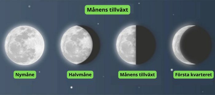 odling av cannabis i enlighet med månens faser