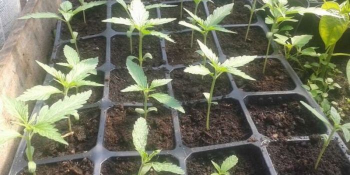 omplantering av cannabisplantor