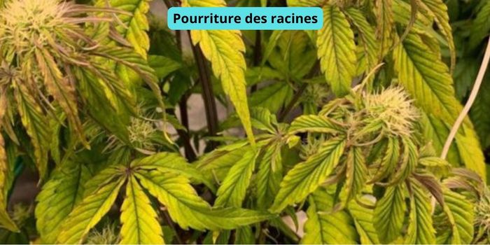 pourriture des racines de cannabis