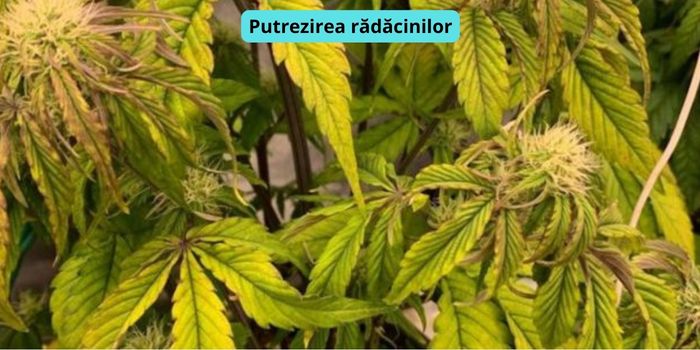 putrezirea radacinilor de canabis