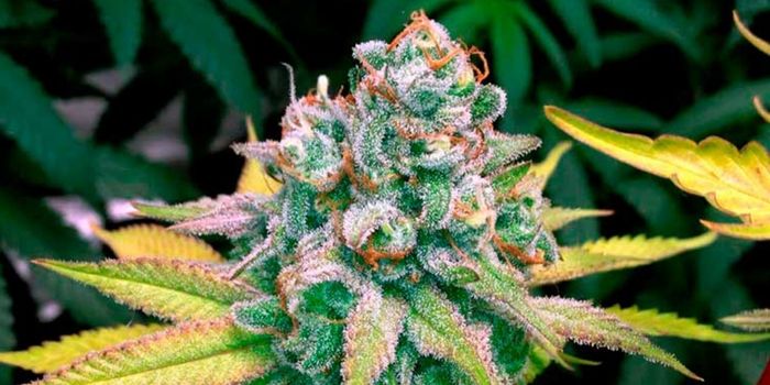quand commencer la phase de floraison du cannabis