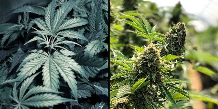 quand le cannabis commence a fleurir