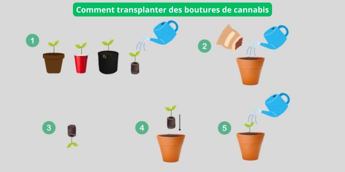 comment transplanter les semis de cannabis