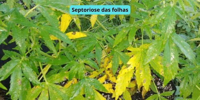 septoriose das folhas de canabis