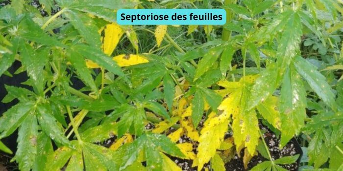 septoriose des feuilles de cannabis