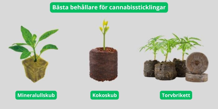 substrat för cannabisplantor