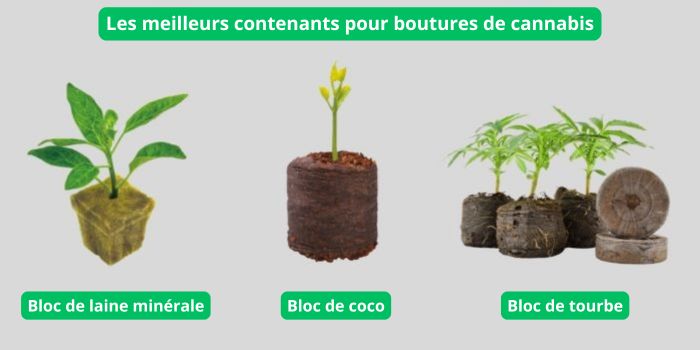 substrat pour semis de cannabis