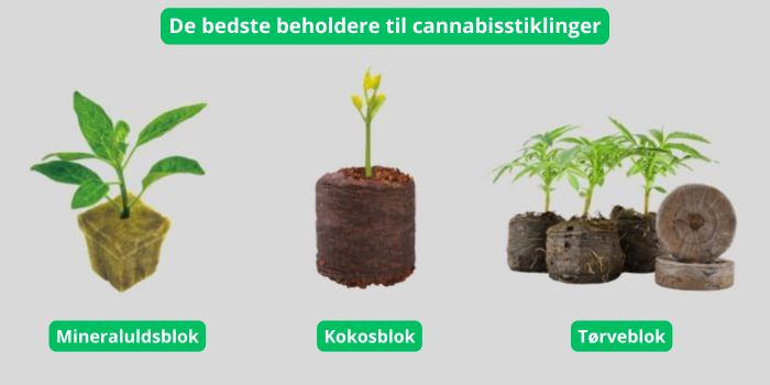 substrat til cannabis frøplanter