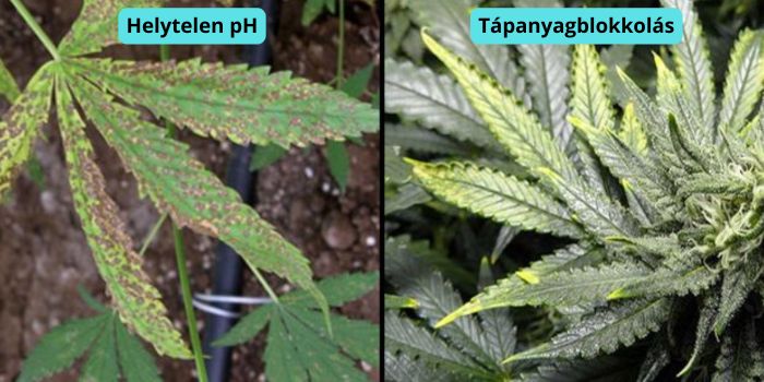 sárga kannabisz levelek