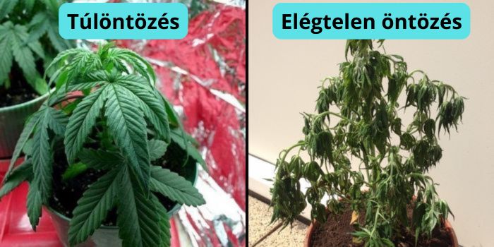 sárguló kannabisz levelek